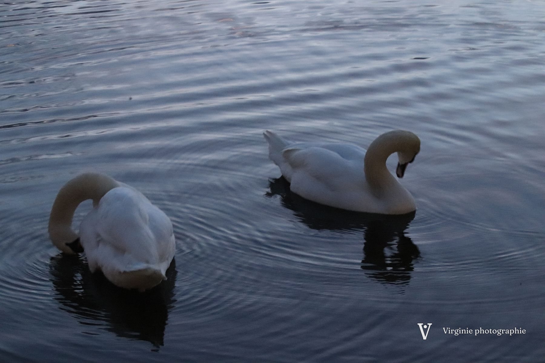 Deux cygnes au cou replié sur l’eau sombre