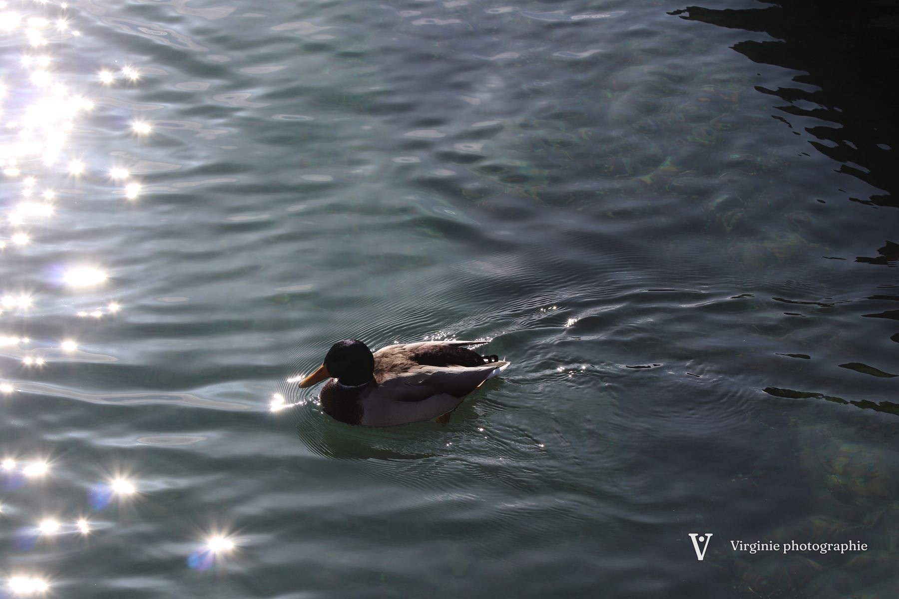 Un canard nage sur une eau qui scintille de mille reflets