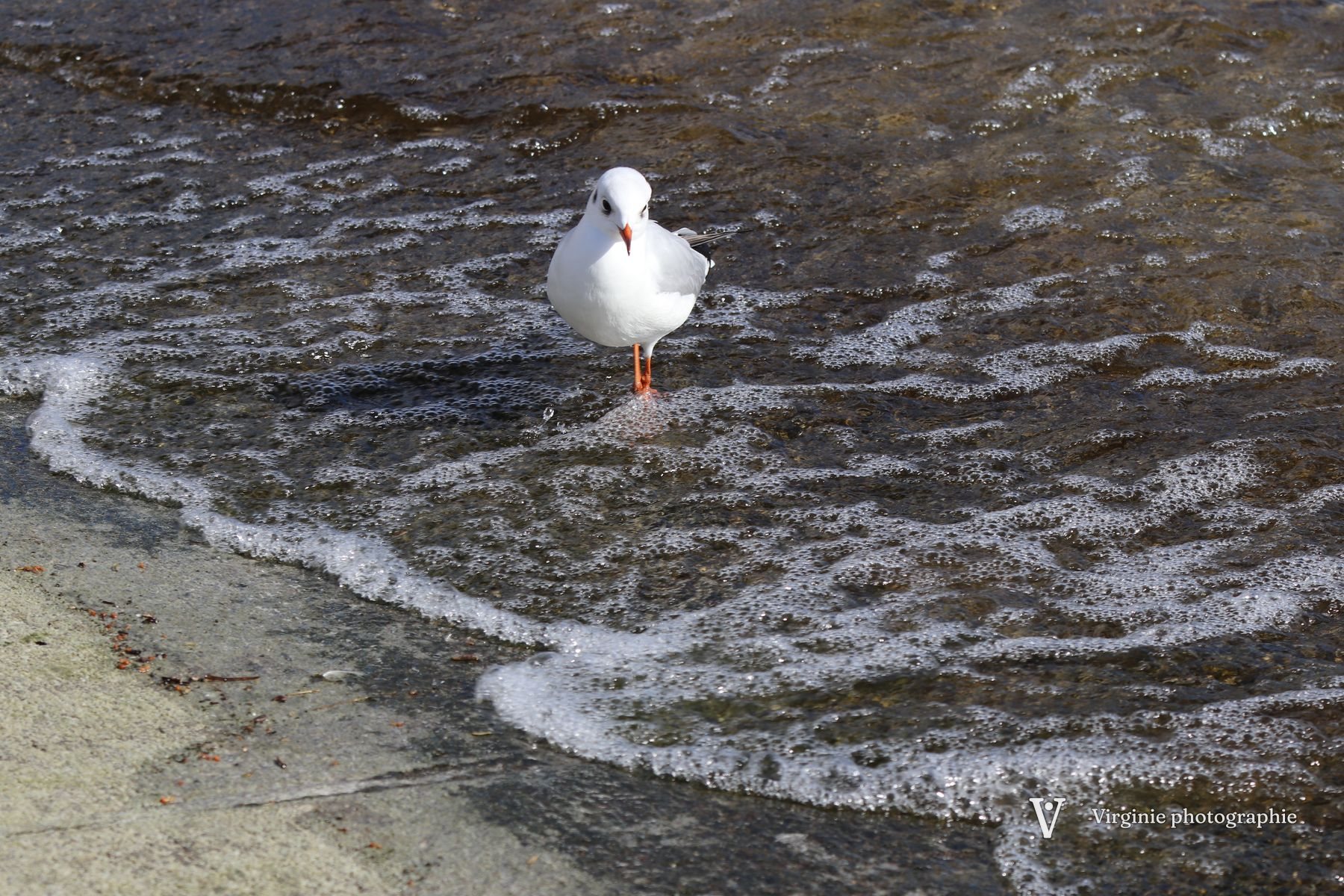 Une mouette debout dans l’écume d’une petite vague