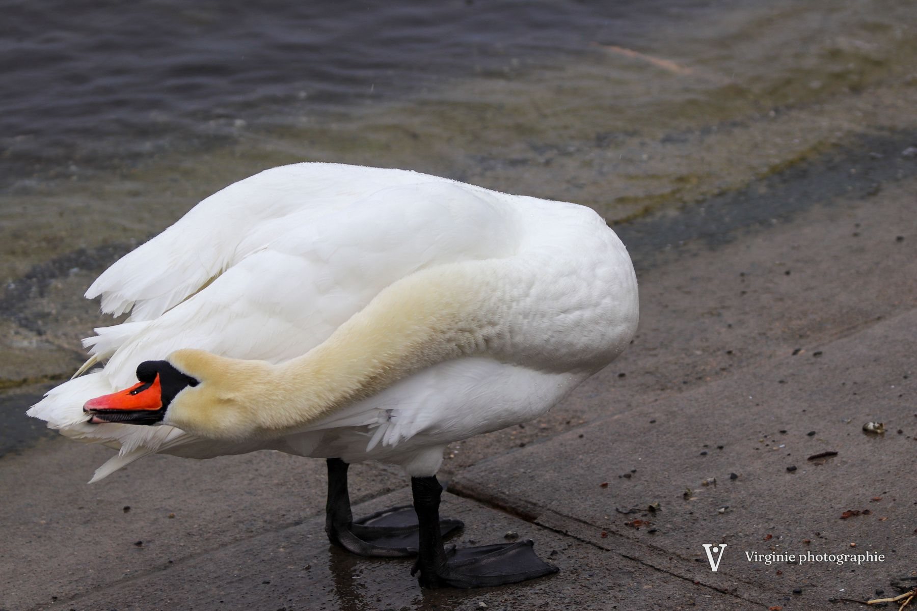 Un cygne lisse ses plumes, la tête repliée contre l’aile
