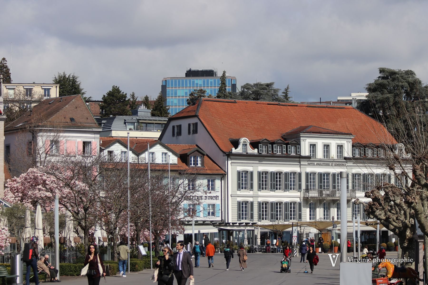 Les magnolias en fleur devant les hôtels du quai d’Ouchy