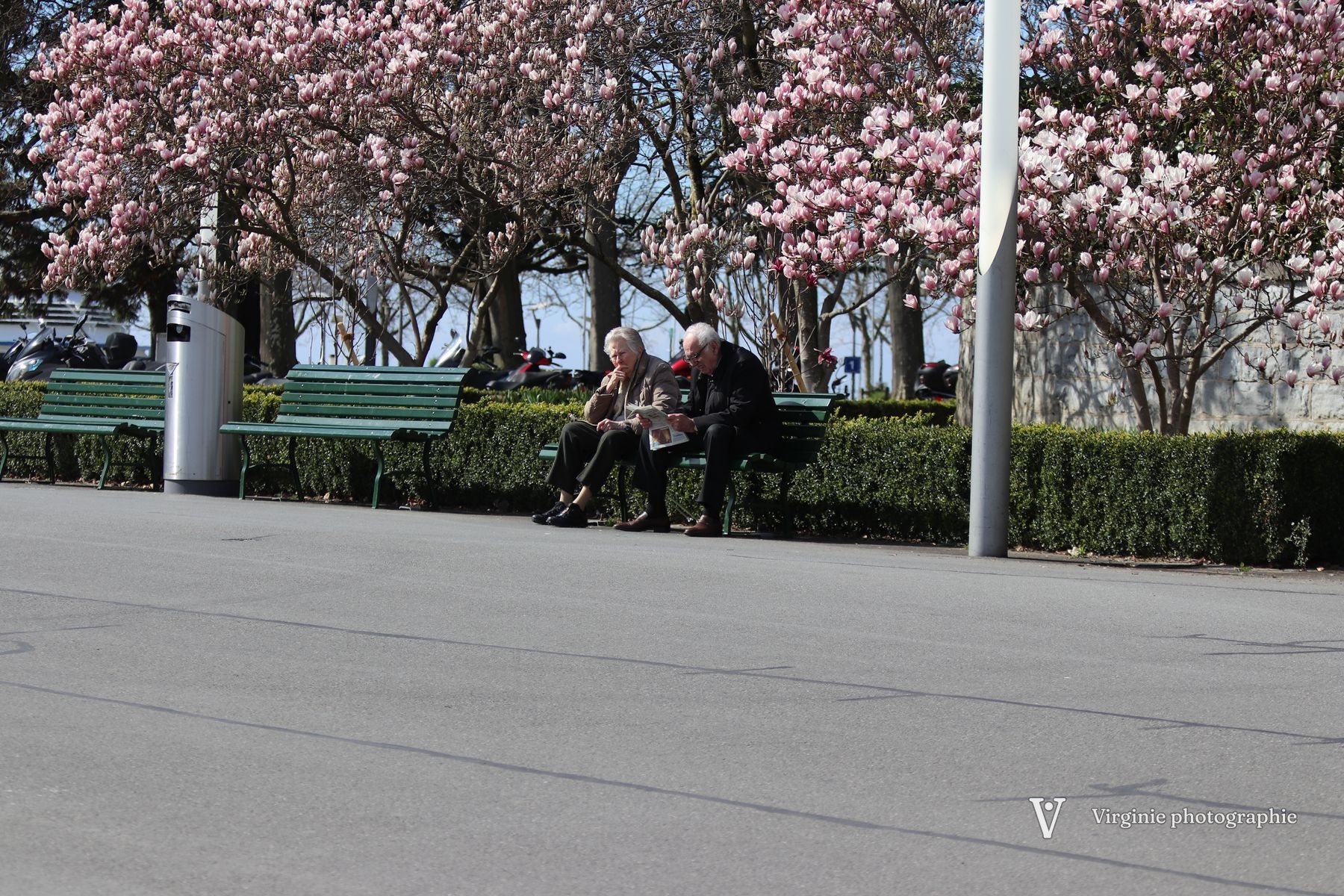 Des promeneurs sur un banc, sous des magnolias en fleur