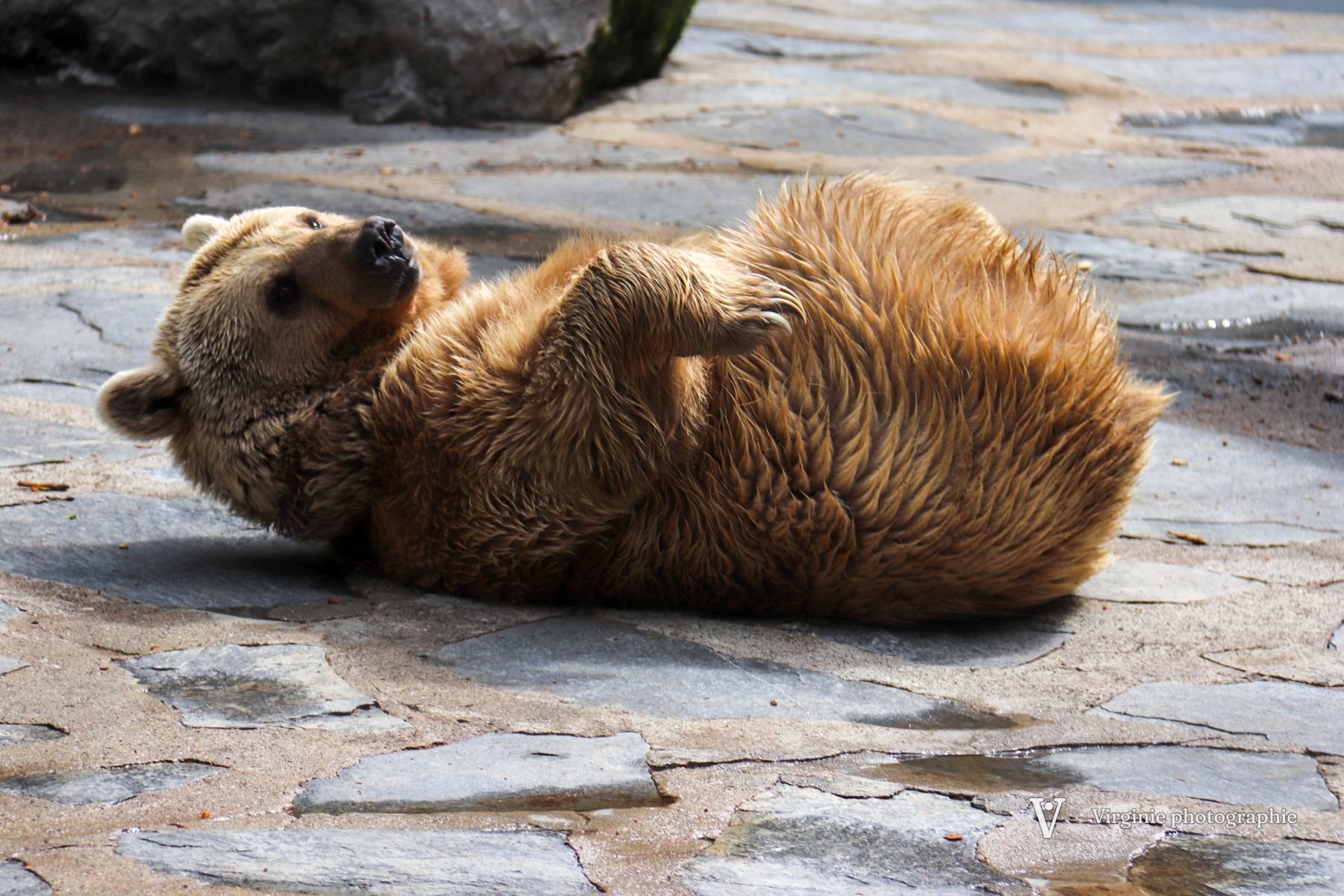 Un ours brun allongé sur le dos, sur une dalle de pierre