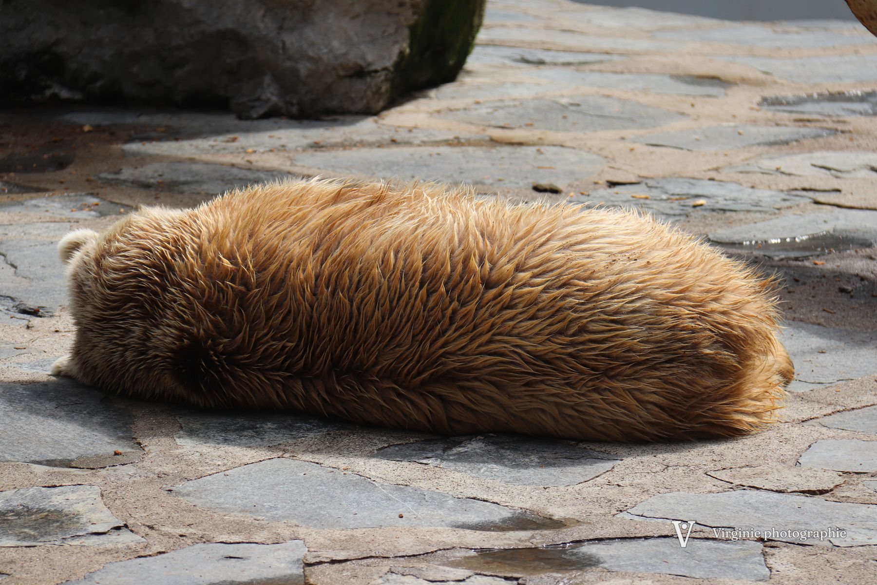 Un ours brun couché, le museau caché, sur la pierre chauffée par le soleil