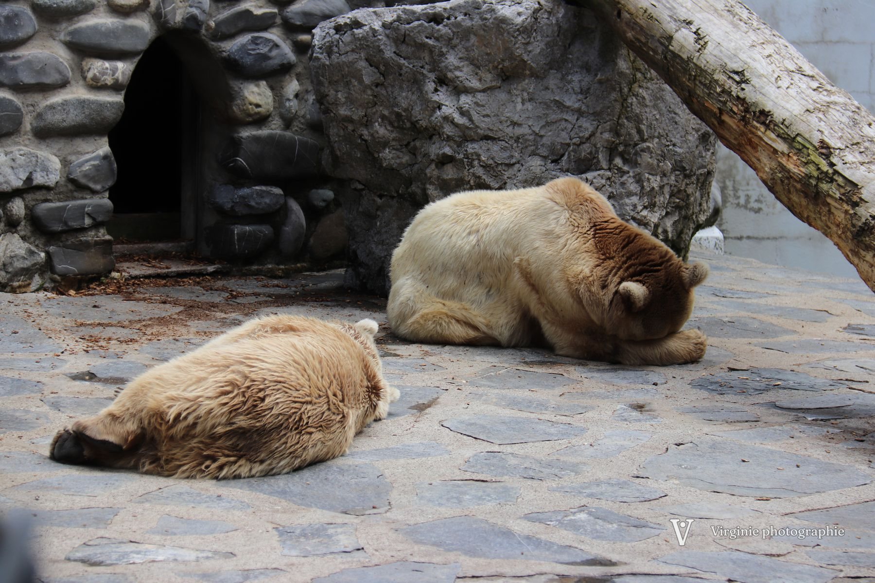 Deux ours bruns se reposent devant une grotte de pierre