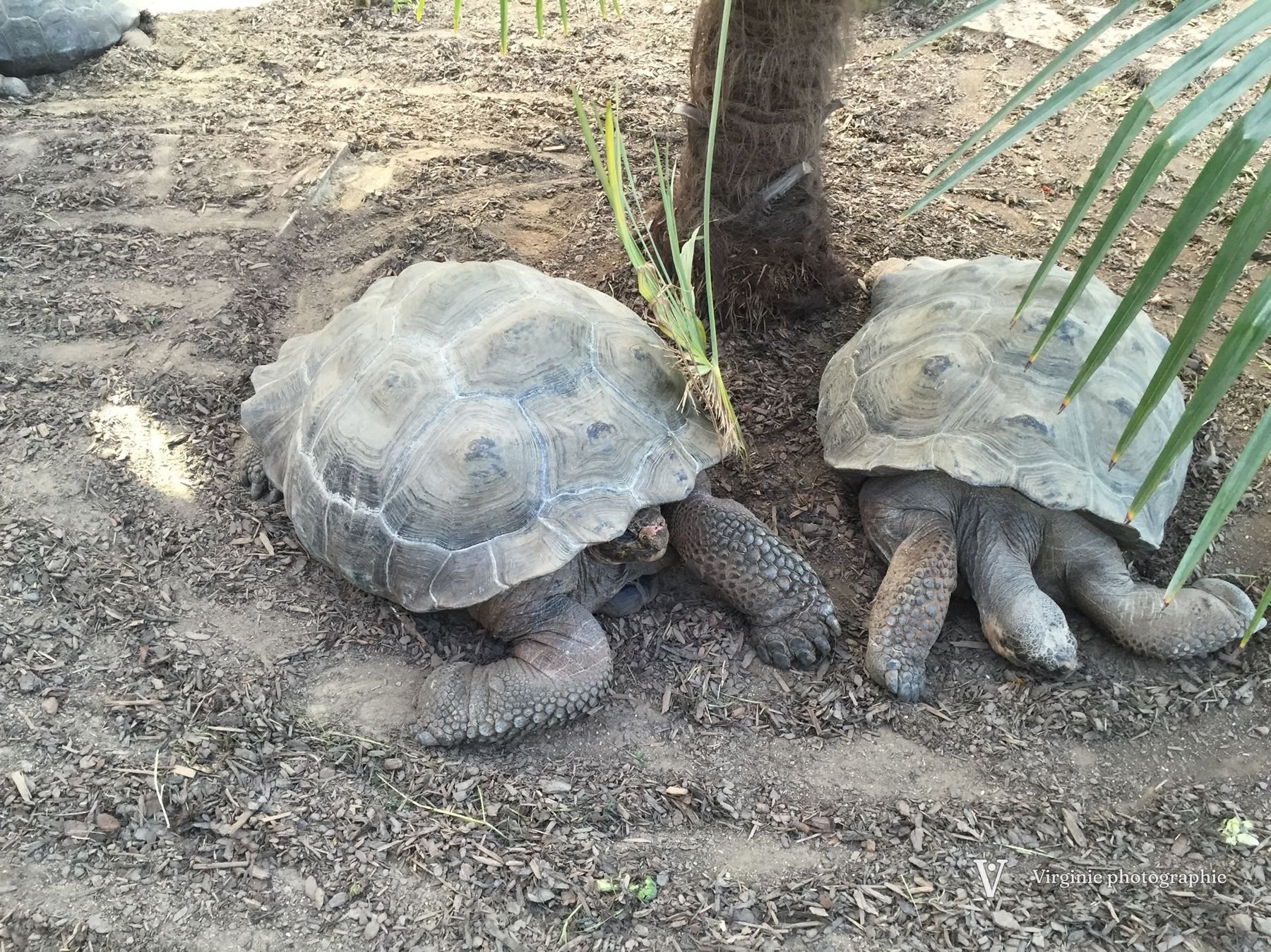Deux tortues géantes côte à côte