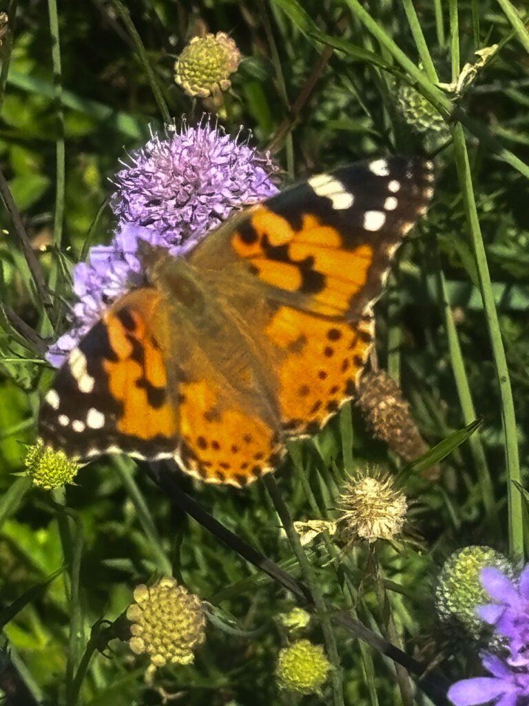 Un papillon belle-dame orange et noir posé sur une scabieuse mauve