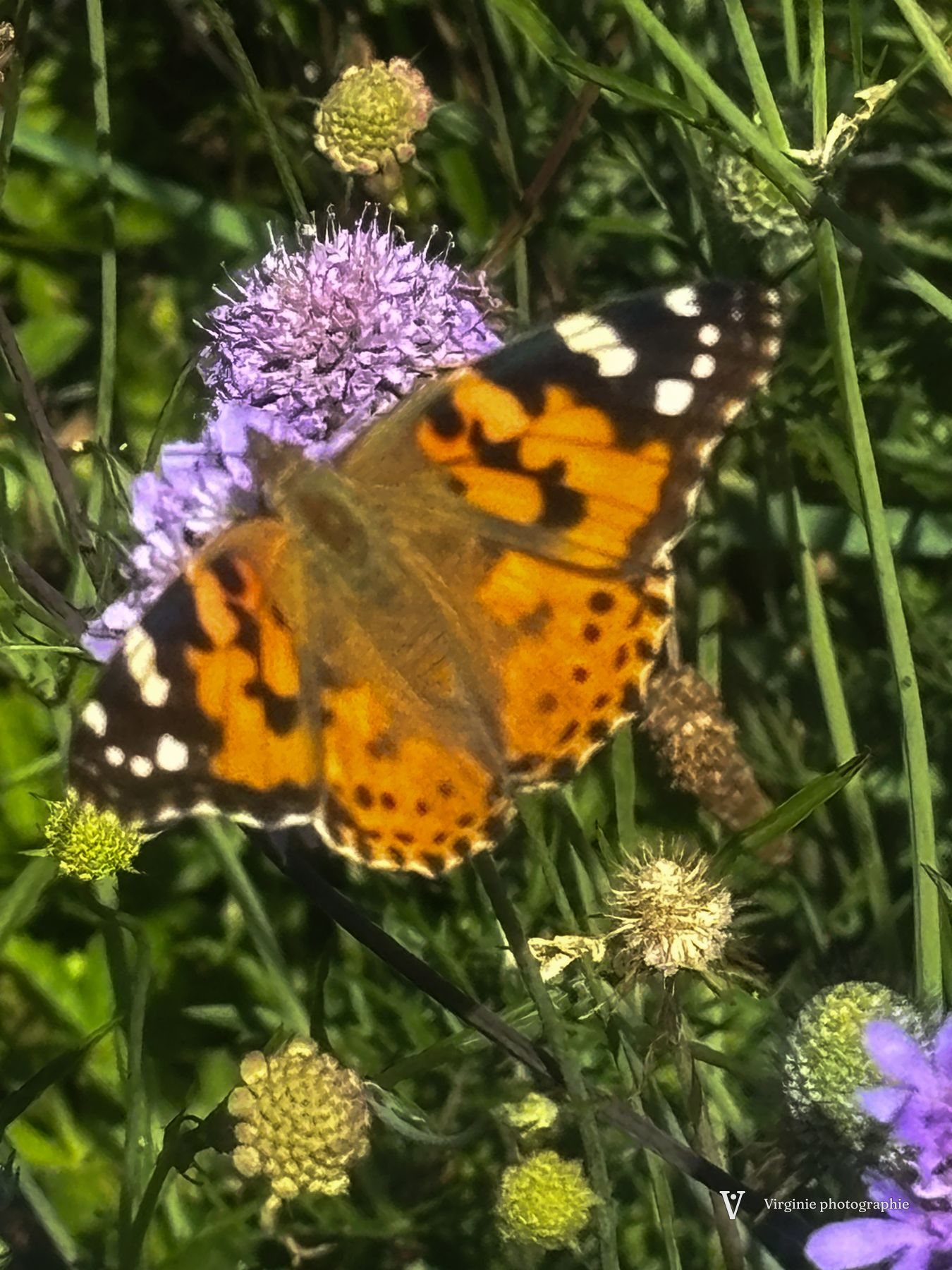 Un papillon belle-dame orange et noir posé sur une scabieuse mauve