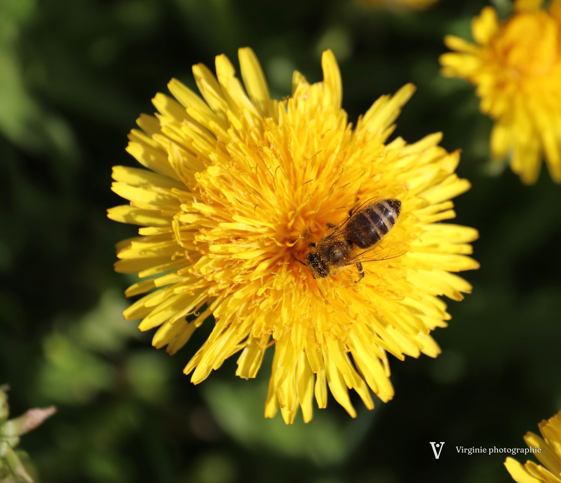 Une abeille couverte de pollen au cœur d’un pissenlit jaune