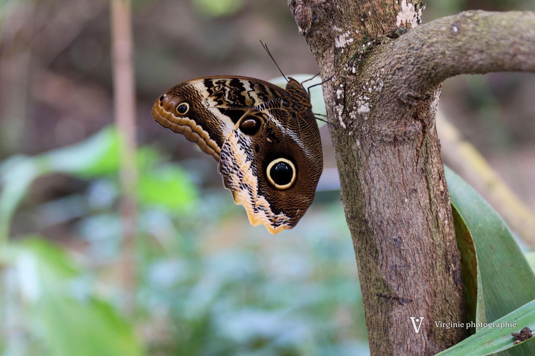 Un grand papillon brun aux ocelles posé sur une branche