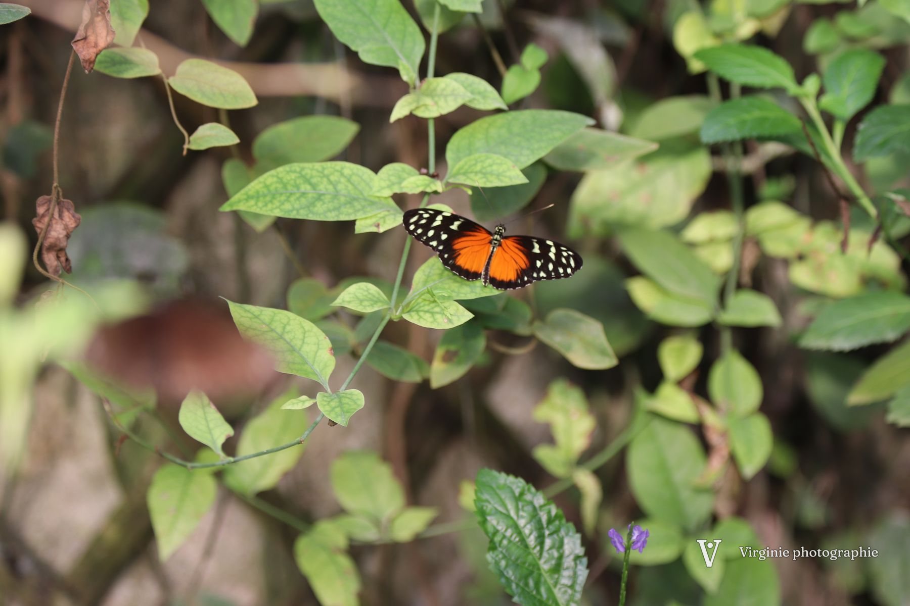 Un papillon orange et noir aux taches blanches, posé sur une feuille