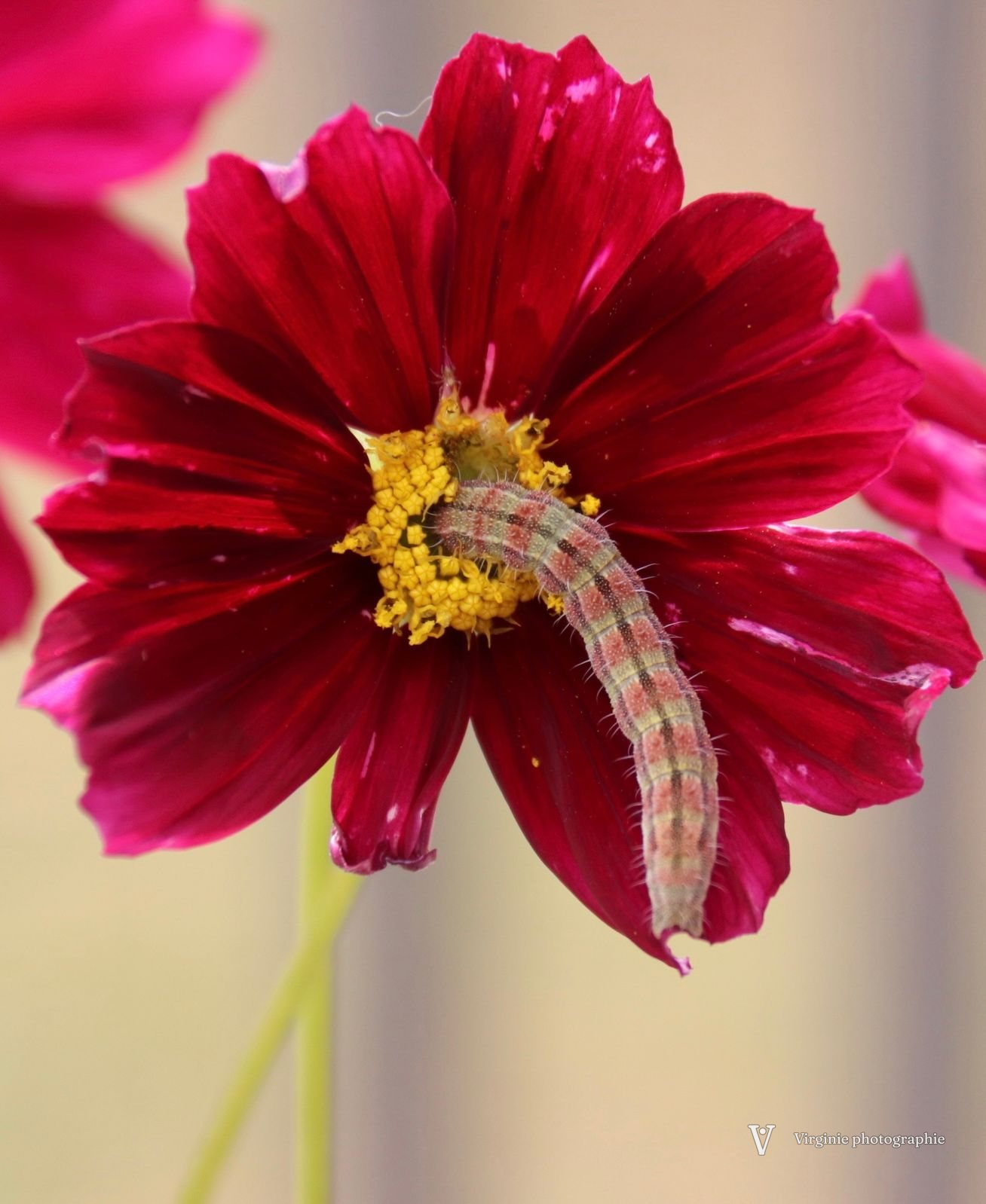 Une chenille rayée sur le cœur jaune d’un cosmos rouge