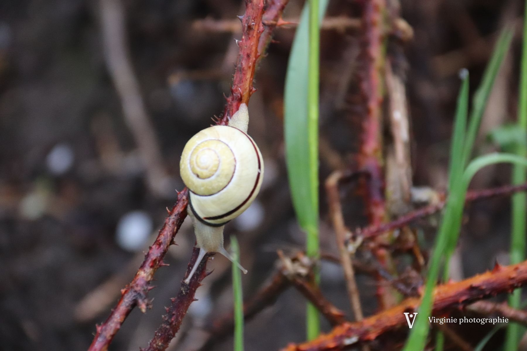 Un petit escargot à coquille jaune sur une tige de ronce