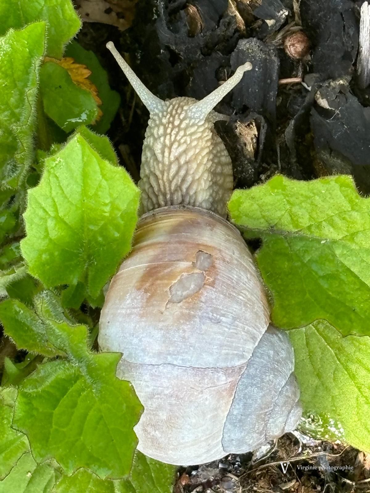 Un gros escargot qui avance sur des feuilles vertes