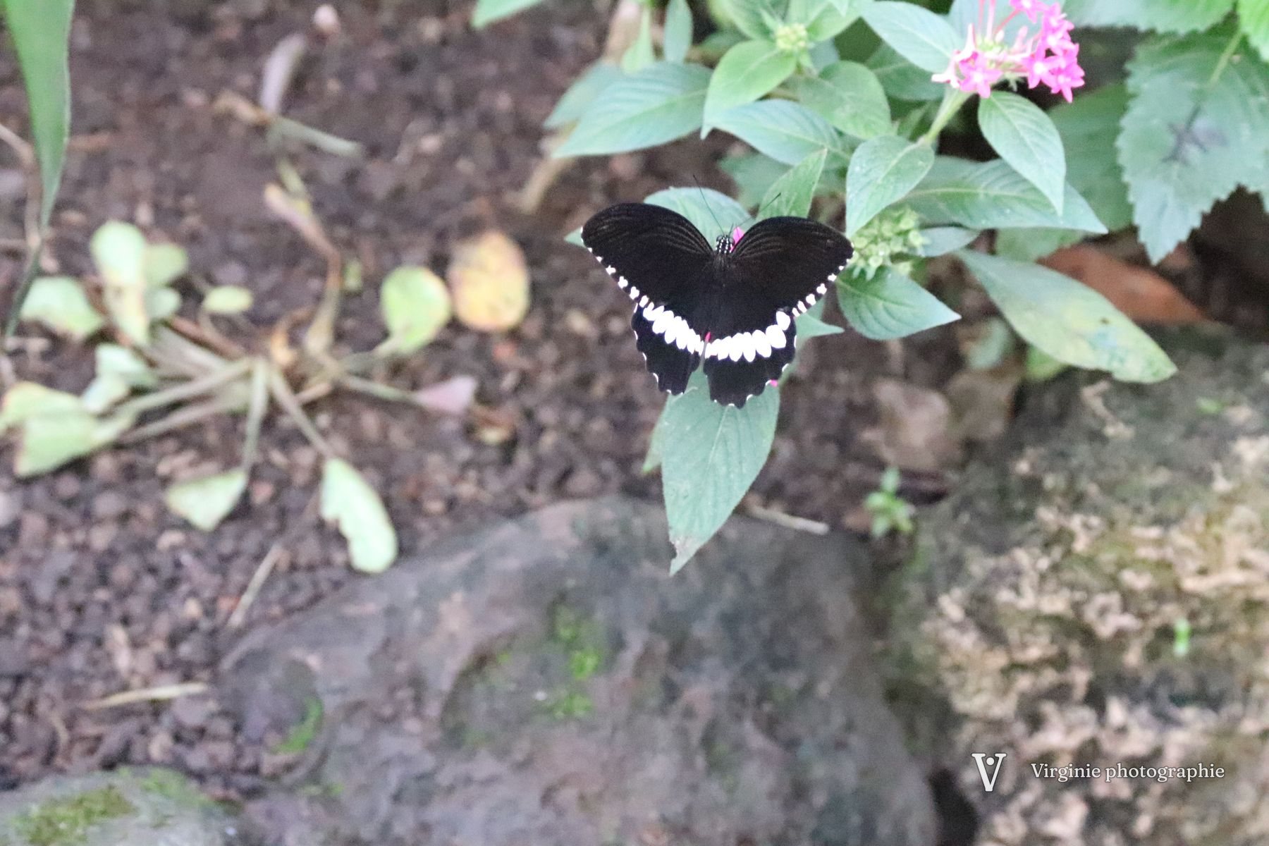 Un papillon noir et blanc sur une plante, au-dessus de cailloux