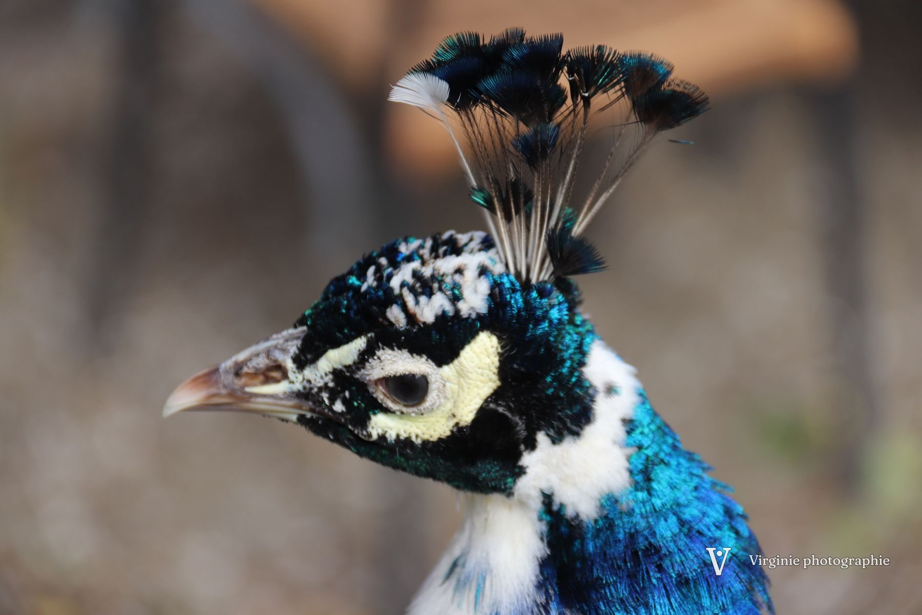 La tête d’un paon bleu, aigrette dressée, en gros plan