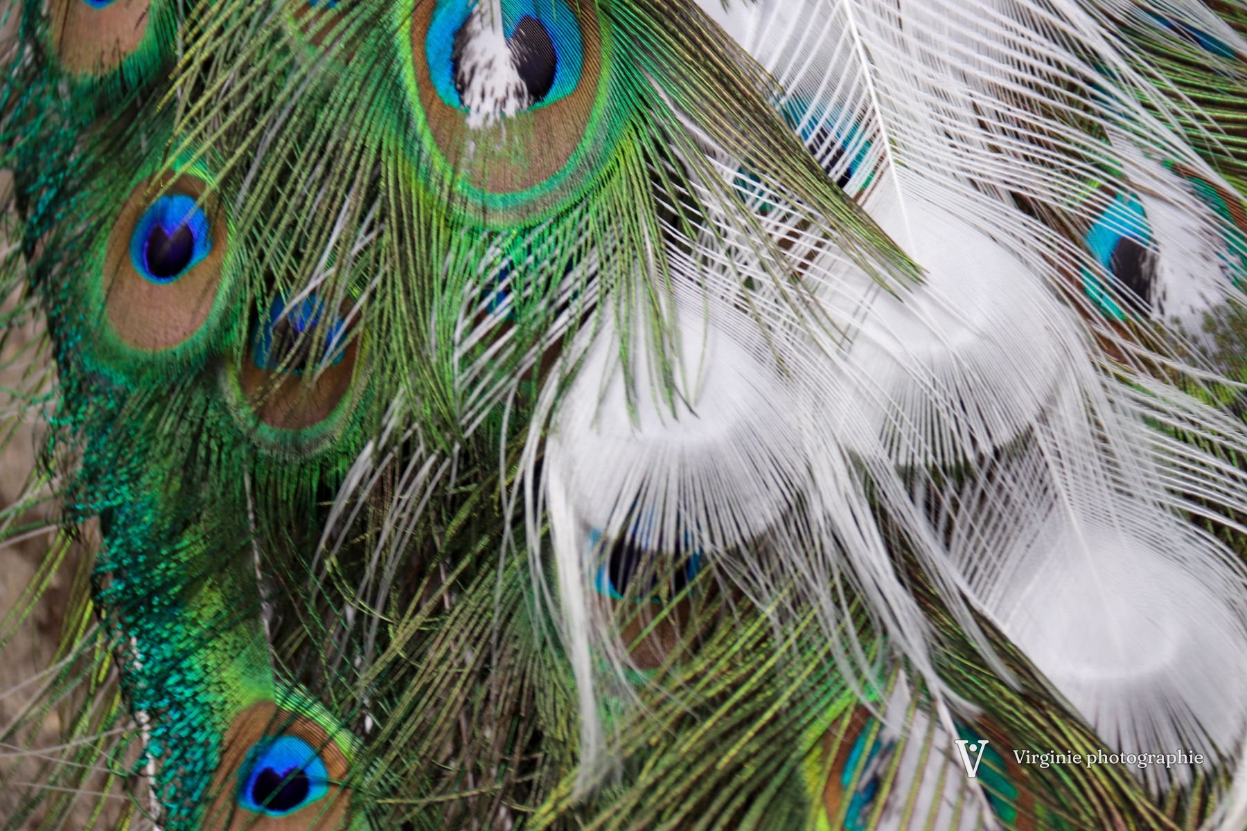 Des plumes de paon, ocelles bleus et verts mêlés de blanc