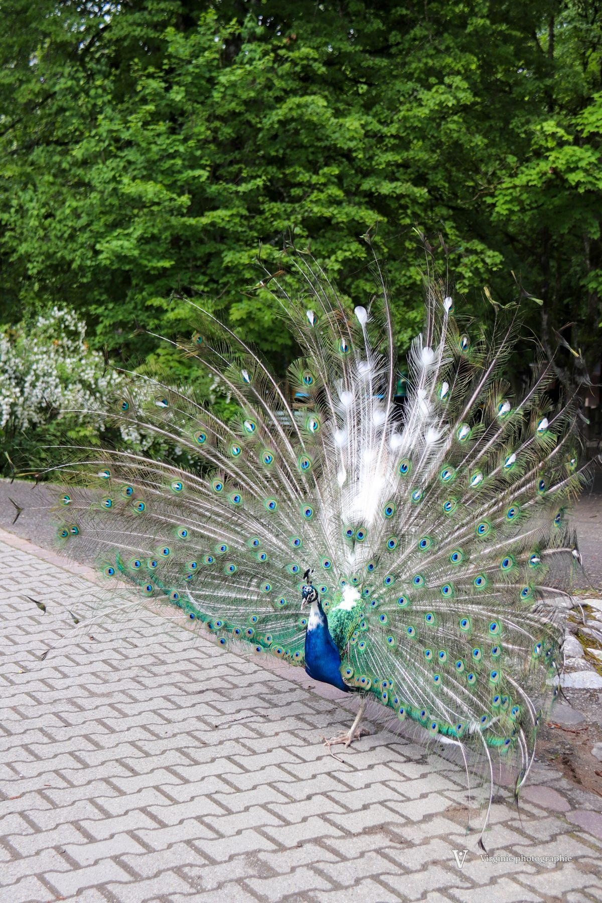 Un paon blanc fait la roue au bord d’un sentier