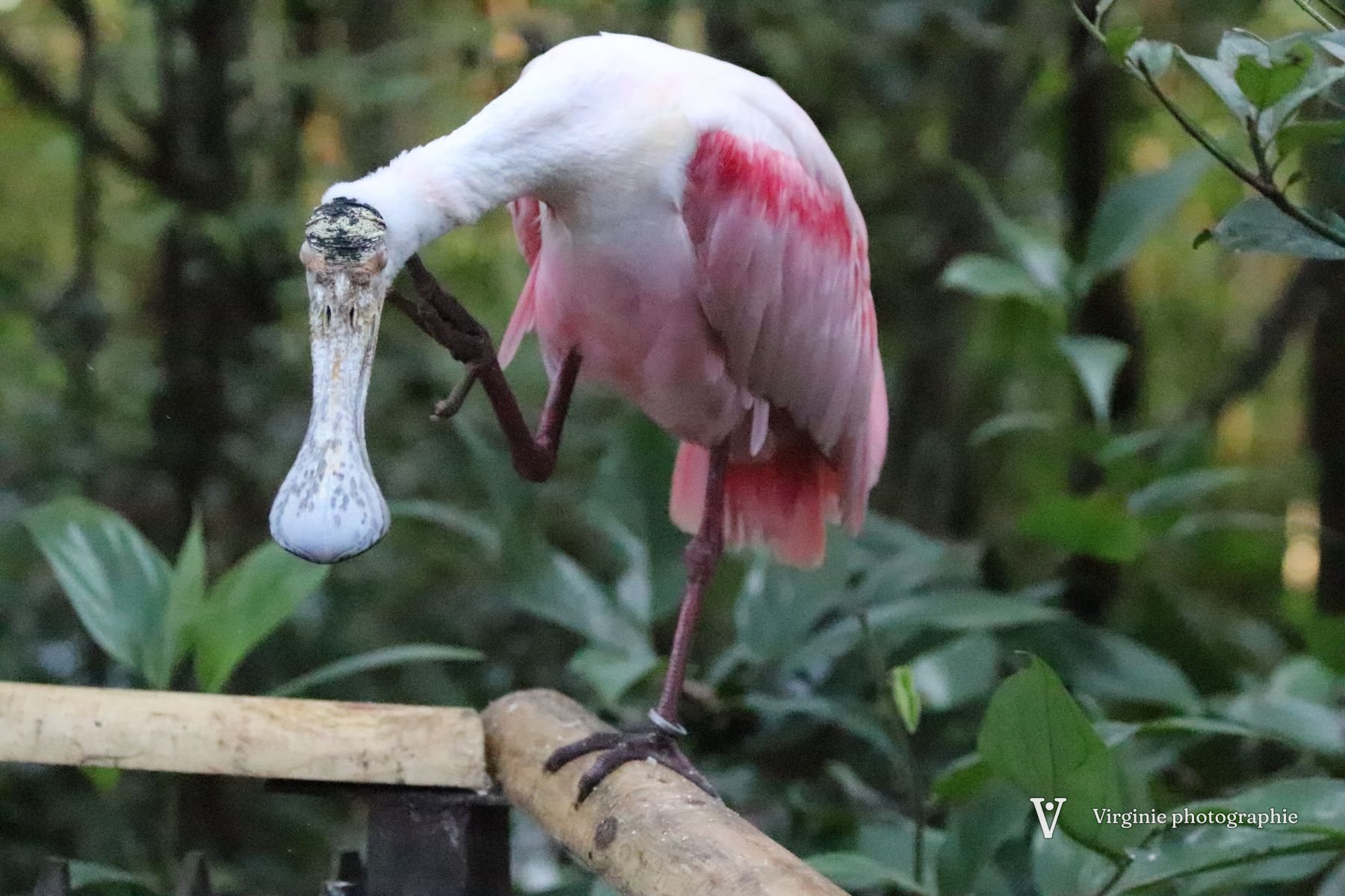 Une spatule rose debout sur une branche, dans la verdure