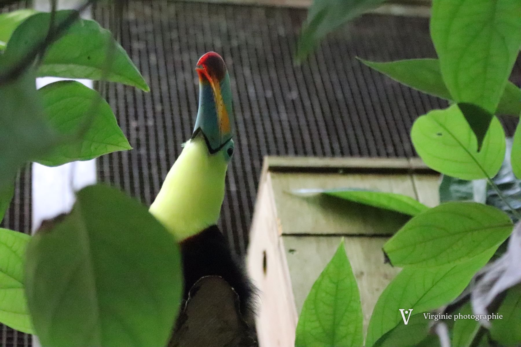 Un toucan au grand bec coloré, entre deux feuilles
