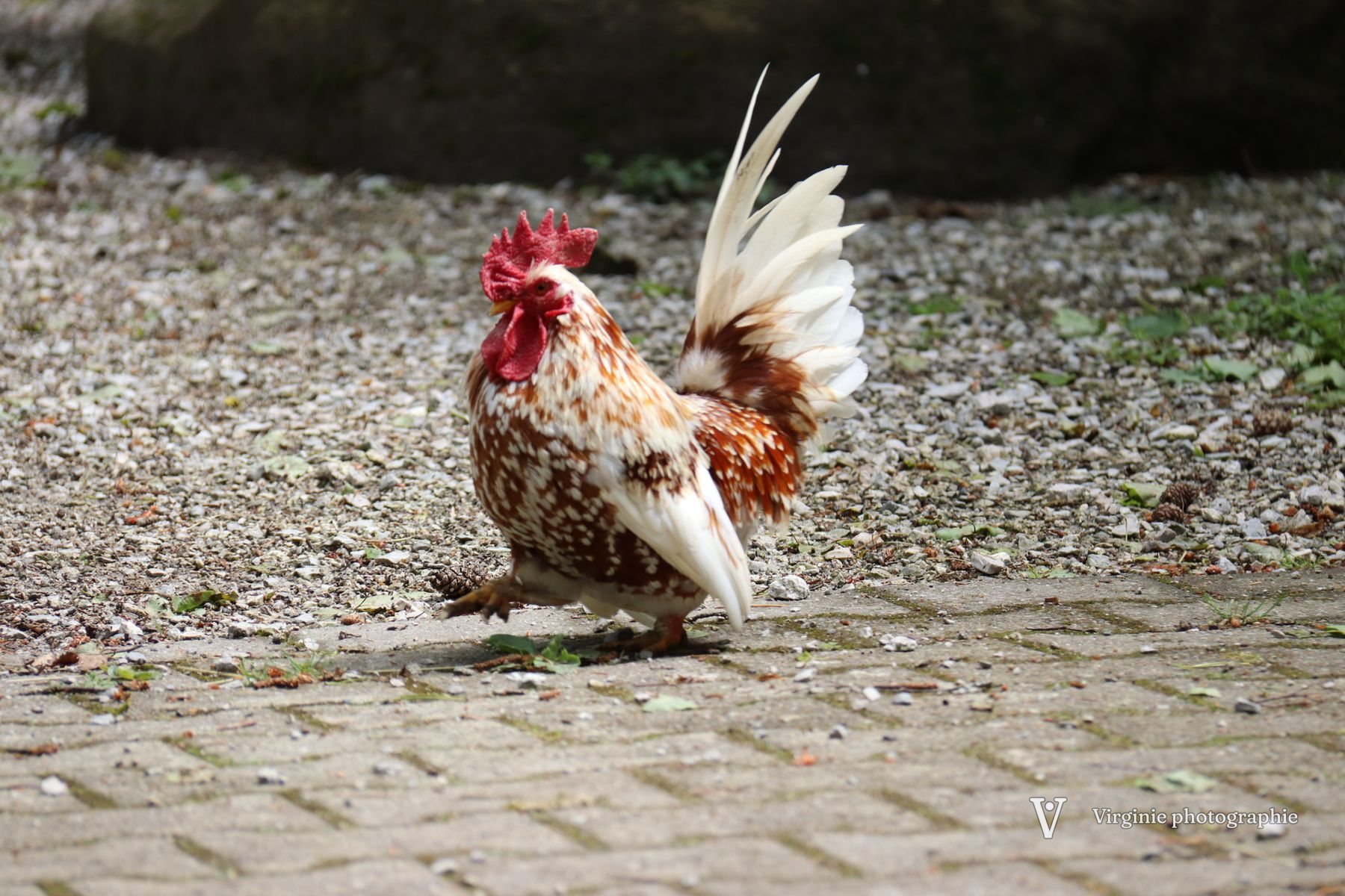 Un coq aux plumes rousses et blanches, la queue dressée