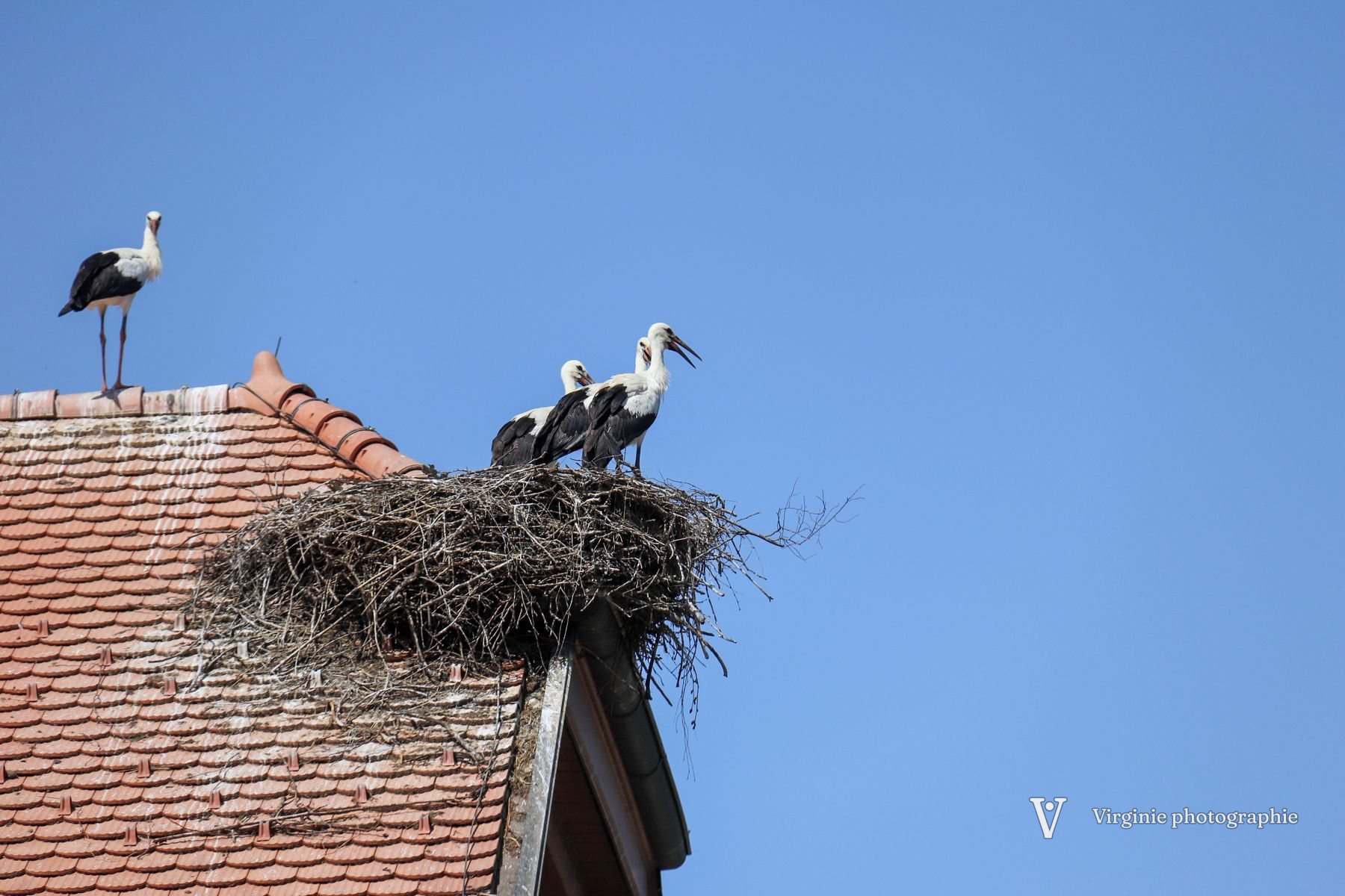 Des cigognes sur un grand nid perché sur un toit, sous un ciel bleu